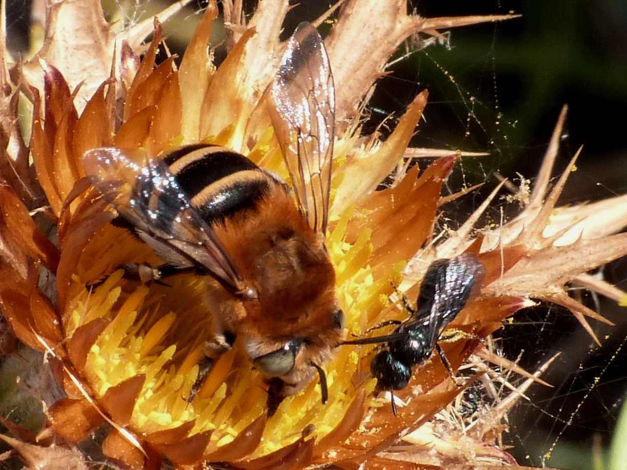 Amegilla sp. posata su carlina